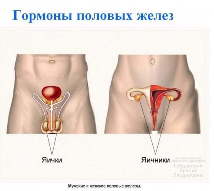 Что мы знаем о половых гормонах?
